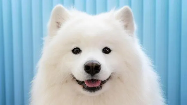 Samoyedo