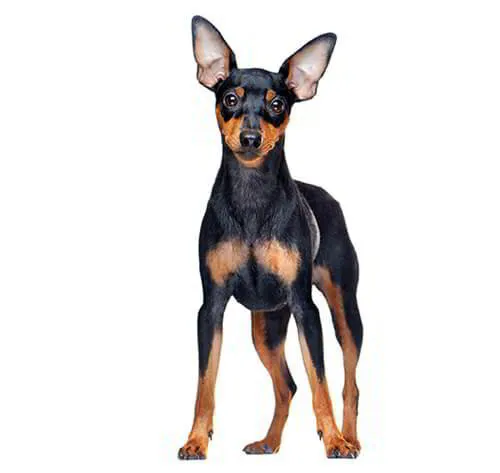 Pinscher