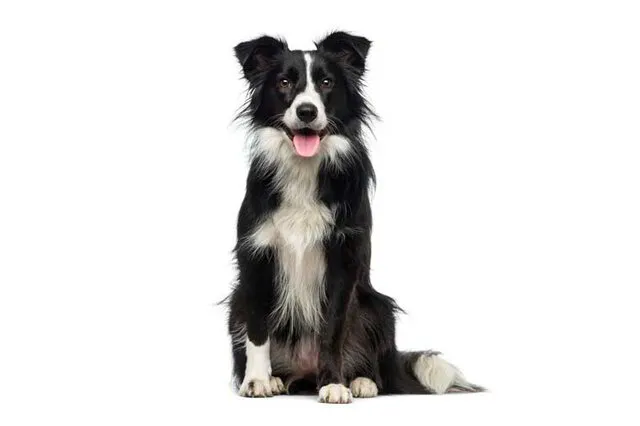Border Collie