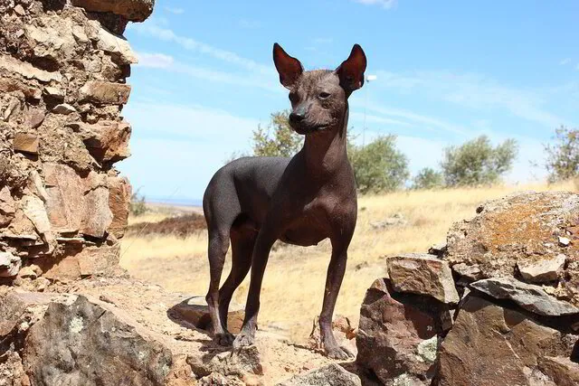 Perro peruano