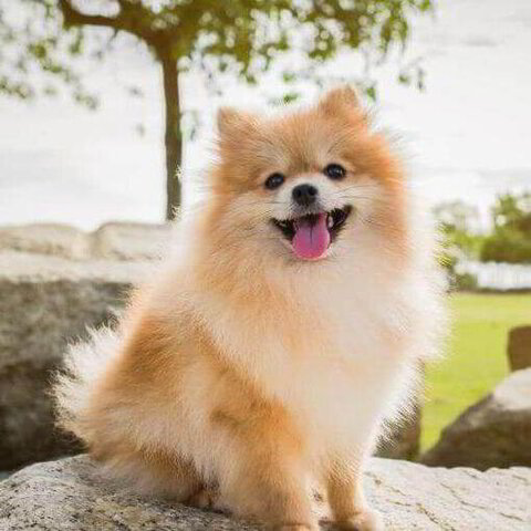 Pomerania